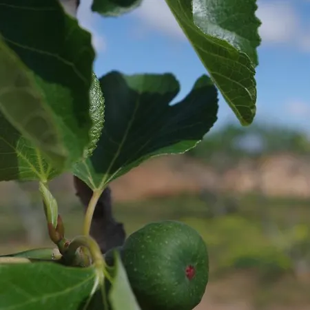 Alojamento de Acomodação e Pequeno-almoço Monte Da Saudade